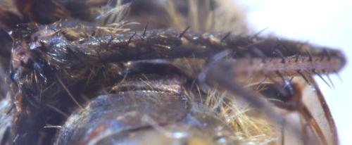 Thereva sp.